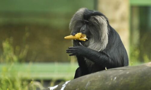Plzeňská zoo zuří: Nekrmte naše zvířata. Vzácnou opici tam museli utratit