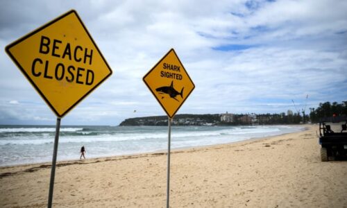 Vlna žraločích útoků v Austrálii. Experti popsali, proč predátoři začali „ochutnávat“ lidi