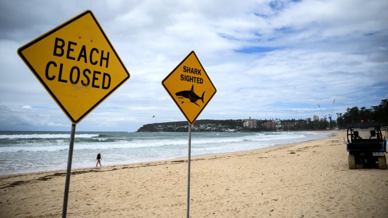 Vlna žraločích útoků v Austrálii. Experti popsali, proč predátoři začali „ochutnávat“ lidi Vlna žraločích útoků v Austrálii. Experti popsali, proč predátoři začali „ochutnávat“ lidi