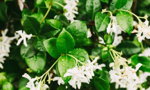 Stačí ich postaviť do miestnosti! 15 druhov rastlín, ktoré vyčistia vzduch a pomôžu s toxínmi v byte, kancelárii aj spálni