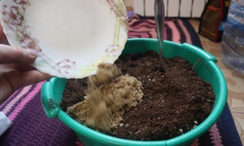 Táto metóda predpestovania sladkej papriky nikdy nezlyhala: silné korene, kompaktný rast a viac plodov