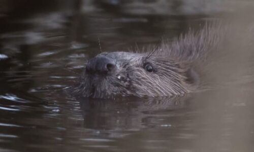 Bobři migrují ze Šumavy dál. Řádí už i v Krumlově nebo Českých Budějovicích, lov je složitý Bobři migrují ze Šumavy dál. Řádí už i v Krumlově nebo Českých Budějovicích, lov je složitý