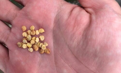 Metóda, ktorá mi zachránila výsevy papriky: rýchle klíčenie, kontrola každého semienka a žiadne straty na slabých rastlinách