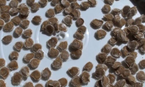 Prečo mi paradajky konečne prosperujú: 12 osvedčených zásad, ktoré robia rozdiel medzi slabou a silnou sadbou