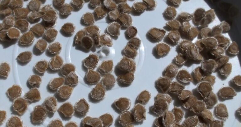 Prečo mi paradajky konečne prosperujú: 12 osvedčených zásad, ktoré robia rozdiel medzi slabou a silnou sadbou