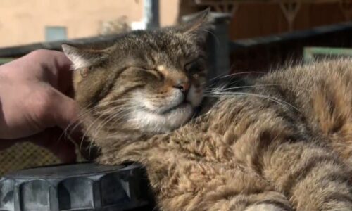 Vyhrocený spor o toulavé kočky v Hrabové: Lidé vyhrožují starostovi smrtí, zboural přístřešky