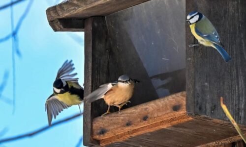 Ostrava hlásí rekordní obsazenost budek. Experti spočítali, kteří ptáci je loni využívali nejvíc