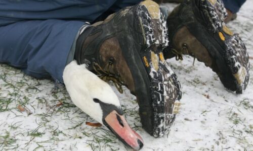 „Co to děláte?“ Muž natočil zloděje labutí na pražské náplavce. Případ už řeší policie