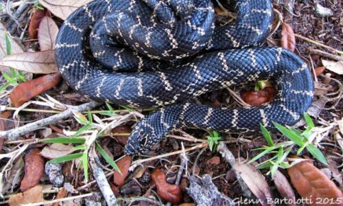 Nejhorší noční můra: Mladou maminku pokousal v posteli had, schovával se pod polštářem