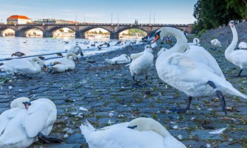Krádež labutí z Vltavy: Nešlo o záchranu, říkají odborníci. Policie stále pátrá