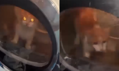 Sr*l nás, ušetříme granule: Mladíci v Litoměřicích týrali kočku v sušičce, video rozesílali