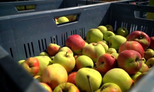 Sedm pesticidů v jednom jablku. Česko v testech propadlo, ovocnáři se ale bouří