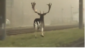 : takto si daniel pobehoval po bratislave. jeho kroky viedli aj k semaforu, ktorý zdemoloval andrej danko