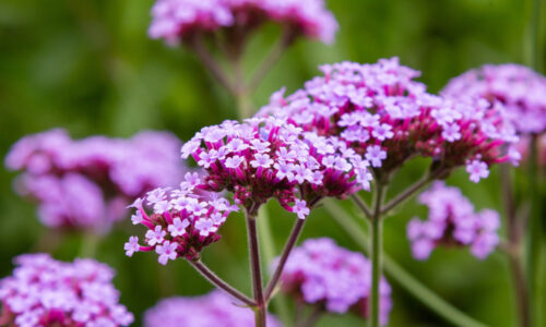 Verbena (železník) – ako na jej pestovanie a rozmnožovanie?
