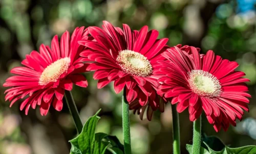 Gerbery – pestovanie zo semienok, starostlivosť a rozmnožovanie