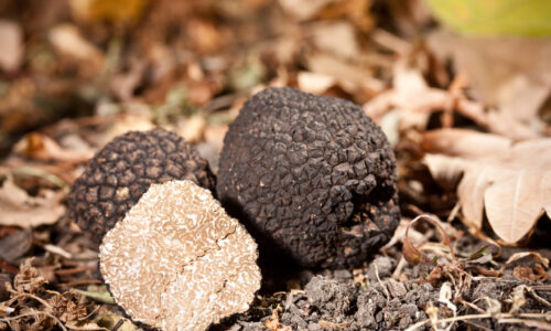 Huba hľuzovka – kde rastie a ako ju vypestovať?