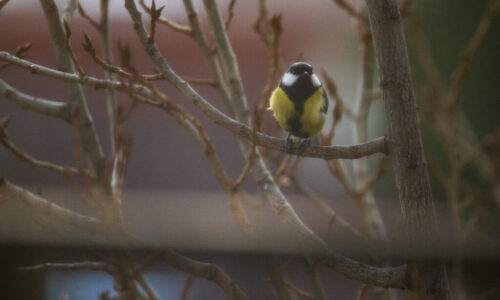 Zimné menu pre operencov: Ako správne kŕmiť a nezabiť ich dobrotou
