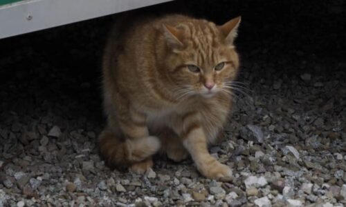 Dohra týrání kočky mladíky v Litoměřicích. Rozlícený dav postává před domem, vyhrožuje násilím