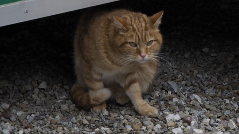 Dohra týrání kočky mladíky v litoměřicích. rozlícený dav postává před domem, vyhrožuje násilím