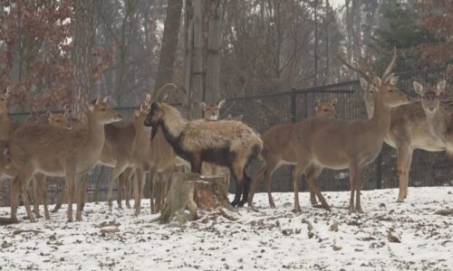 Druh jelena je na pokraji vyhynutí, přesto ho myslivci musí střílet. Je nežádoucí, tvrdí EU