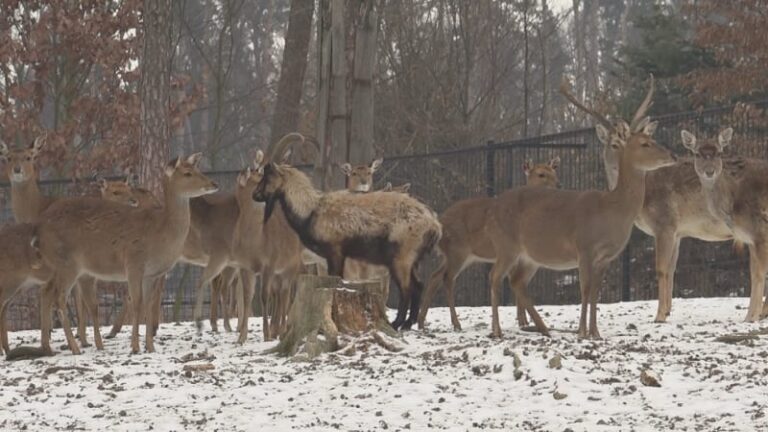 Druh jelena je na pokraji vyhynutí, přesto ho myslivci musí střílet. je nežádoucí, tvrdí eu