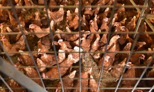 Na farme čalovec v okrese komárno uhynula hydina, dôvodom je potvrdená vtáčia chrípka