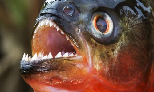 Krvavý útok piraní v Argentině: Desítky zraněných přišly o kusy masa a prstů, mezi nimi i děti