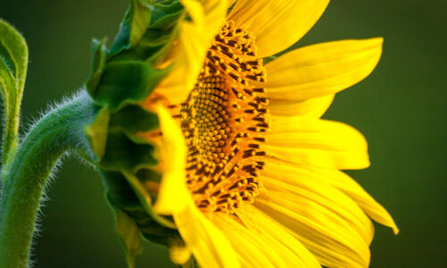 Blíži sa čas slnečníc – Ako na výsadbu, pestovanie a starostlivosť