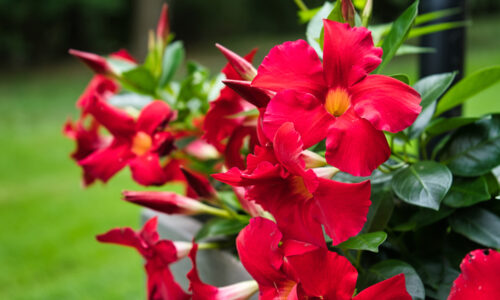 Jemná Mandevilla – vypestujte si kráľovnú balkónoviek