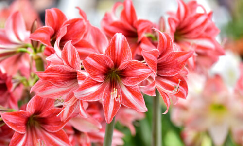 Zornica (Hippeastrum) – pestovanie, rozmnožovanie a presádzanie