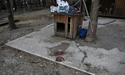 Ruský dron zasiahol psí útulok na ukrajine, zahynulo najmenej desať záchranárskych psov