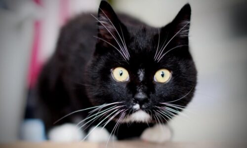 Utýrání kočky v Litoměřicích není mladíkův první průšvih. Stydím se za něj, říká matka