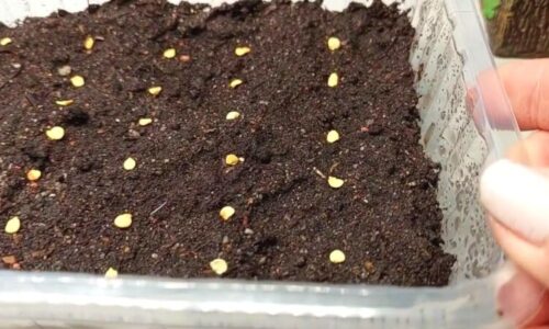 Nikdy som neveril, že výsev paprík má toľko skrytých detailov, kým som nevidel rozdiel medzi slabými a silnými sadenicami