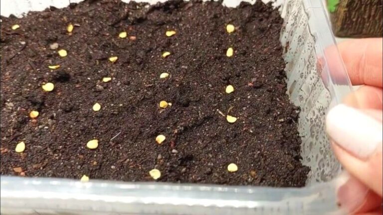 Nikdy som neveril, že výsev paprík má toľko skrytých detailov, kým som nevidel rozdiel medzi slabými a silnými sadenicami