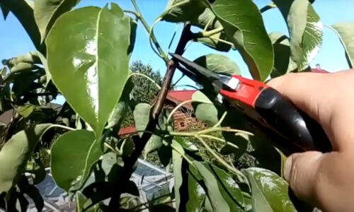 Zima v záhrade rozhoduje o lete! Kto teraz správne oreže ovocné stromy, ten bude zbierať sladkú odmenu!