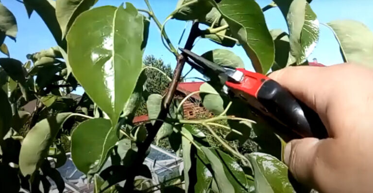 Zima v záhrade rozhoduje o lete! kto teraz správne oreže ovocné stromy, ten bude zbierať sladkú odmenu!