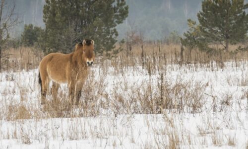 Překvapení v Černobylu: V zakázané zóně spatřili vzácného koně Převalského