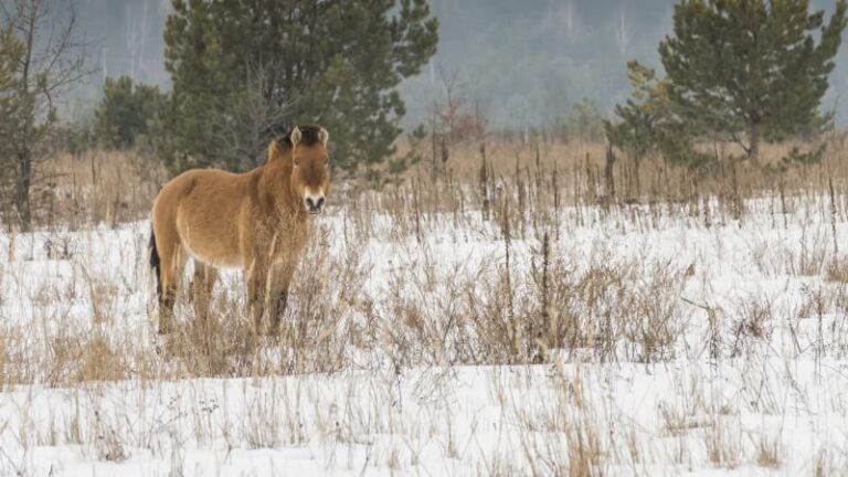 Překvapení v černobylu: v zakázané zóně spatřili vzácného koně převalského