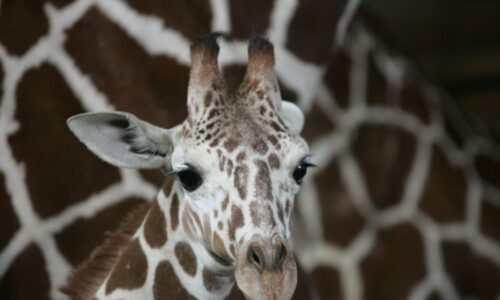 Roztomilý přírůstek v Zoo Dvůr Králové: Narodil se sameček vzácné žirafy