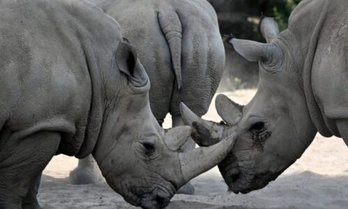 Pašerák schovával nosorožčí rohy v mase. Muži z Asie nyní hrozí desetileté vězení