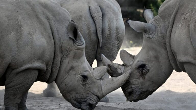 Pašerák schovával nosorožčí rohy v mase. muži z asie nyní hrozí desetileté vězení