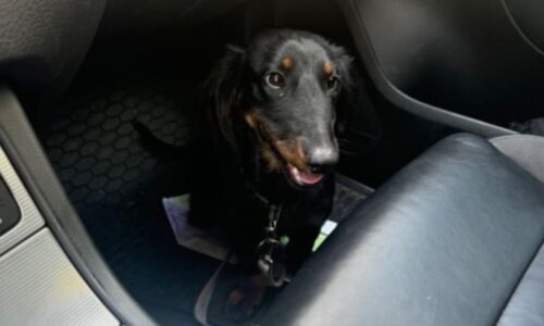 Případ utýraného Žeryka: Muž plivl po svědkyni a vulgárně nadával. Soudce na něj vydal zatykač