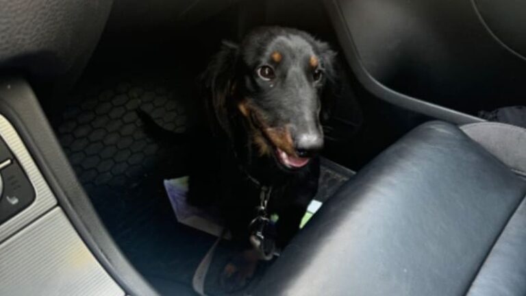 Případ utýraného žeryka: muž plivl po svědkyni a vulgárně nadával. soudce na něj vydal zatykač