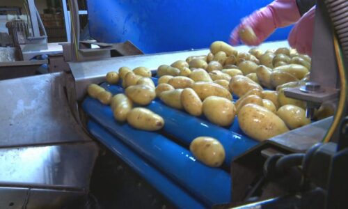 Zemědělci v Německu rozdávali brambory zdarma. Nízkých cen se obávají i čeští pěstitelé