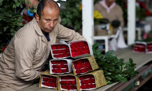 Kolumbia poslala pred Valentínom členom amerického Kongresu 18-tisíc ruží