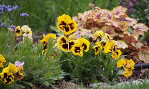 Jarné kvety – 5 druhov, ktoré skrášlia vašu záhradu