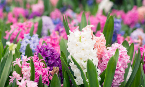 Hyacint – ako na jeho pestovanie a rozmožovanie?
