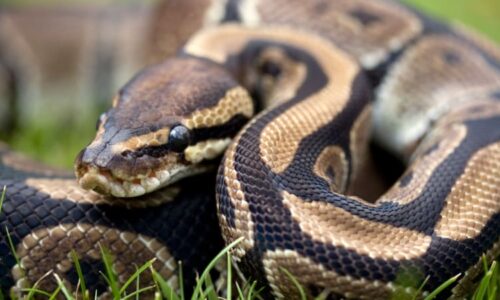 Nejdelší had světa lapen, rekord potvrzují záběry. Obr z divočiny získal honosné jméno