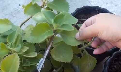 Ostala som ohromená, aké je to jednoduché: nádchovník z listu, rýchle korene vo vode a minimum starostlivosti