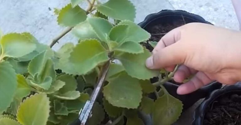 Ostala som ohromená, aké je to jednoduché: nádchovník z listu, rýchle korene vo vode a minimum starostlivosti